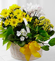 A Bit of Sunshine Basket by FTD