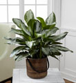 The FTD� Chinese Evergreen