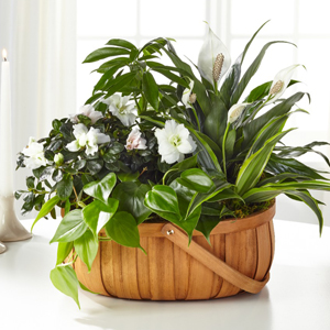The FTD� Serene� Dishgarden