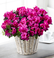 The FTD� Fuchsia Azalea Plant
