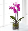 The FTD� Pink Orchid Plant
