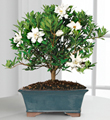 Blossoming Abundance Gardenia Bonsai 8 inch