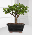 Dwarf Jade Bonsai 