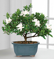 Blossoming Abundance Gardenia Bonsai - 6 inch