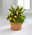 The FTD� Cheerful Wishes Blooming Basket by Better Homes and Gardens�