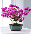 The FTD� Rare Beauty Bonsai by Better Homes and Gardens�